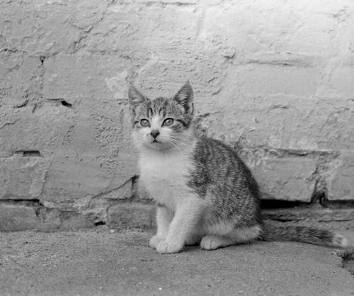 Photos gratuites de adorable, chaton, échelle des gris
