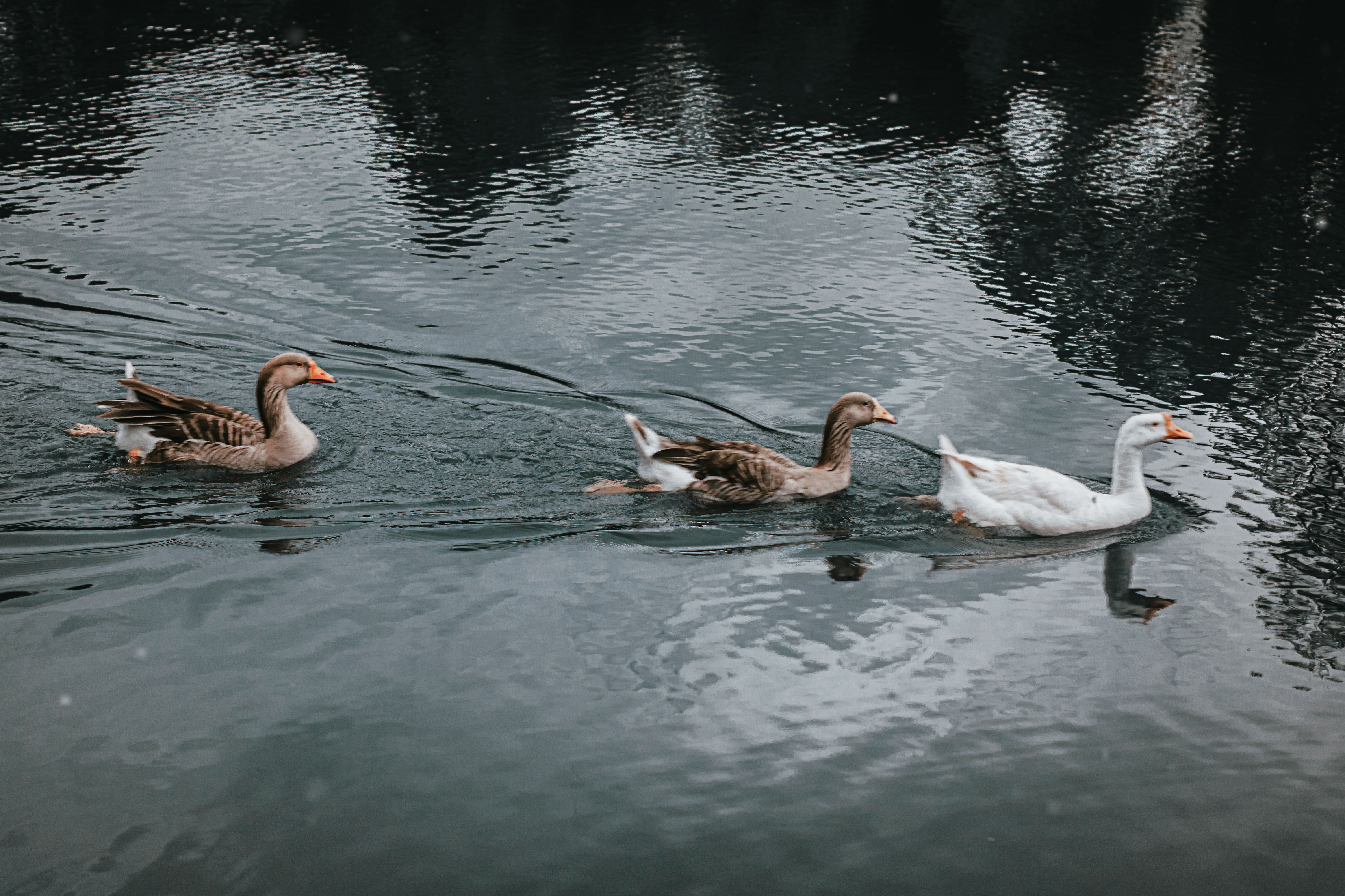Do fake swans keep geese away? - The Institute for Environmental ...