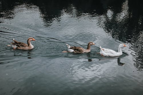 Бесплатное стоковое фото с водоем, водоплавающие птицы, гуси