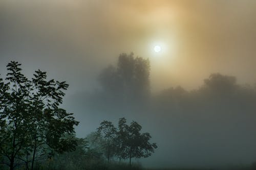 Free Forest Tree Line in Fog Stock Photo
