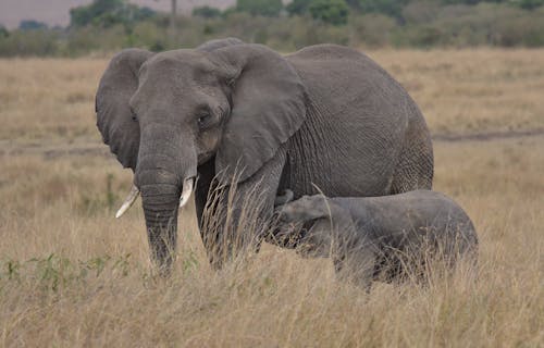 Elephant on Brown Grass Field