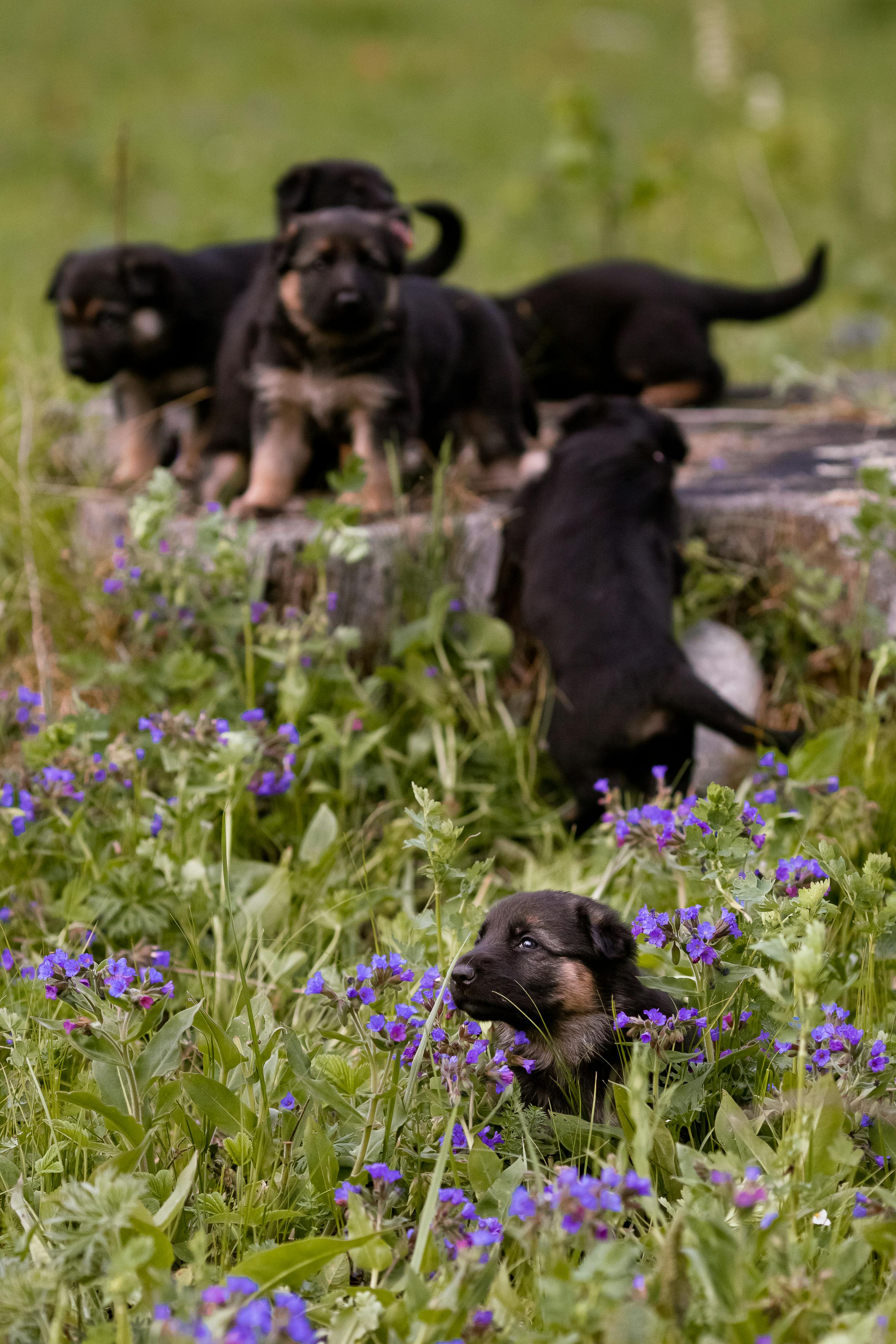 Cheap Dogs For Sale In Albany: Responsible Buying Guide for Australian Families
