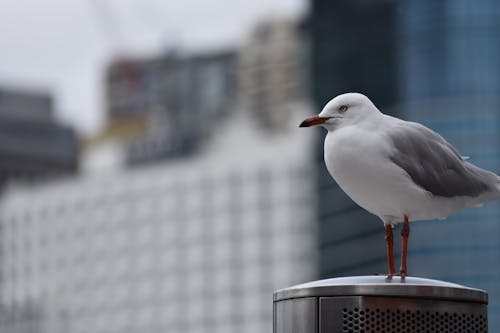 Základová fotografie zdarma na téma město, racek