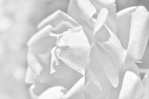 Free stock photo of rose, white background