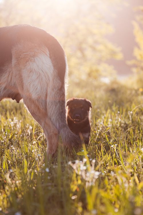 Free A tiny puppy peeks from behind a larger dog in a sunny meadow, surrounded by lush green grass. Stock Photo