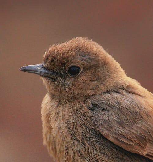 Brown Bird in Close Up Photography