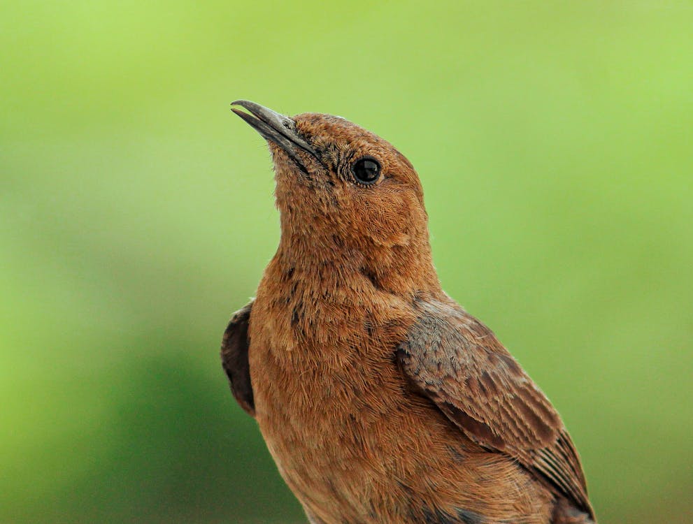 Close Up Photo of a Brown Bird 