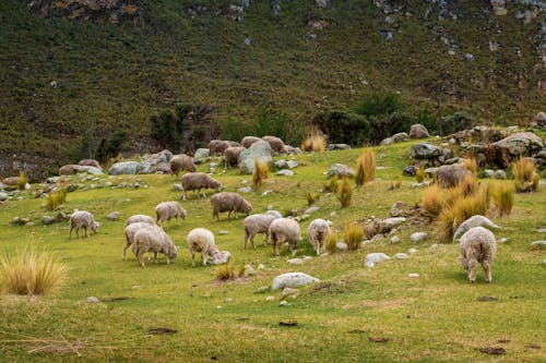 A Herd of Sheep on Green Grass Field