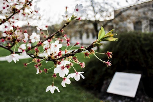 Fotografía De Enfoque Selectivo De Flores De Pétalos Blancos Y Rojos