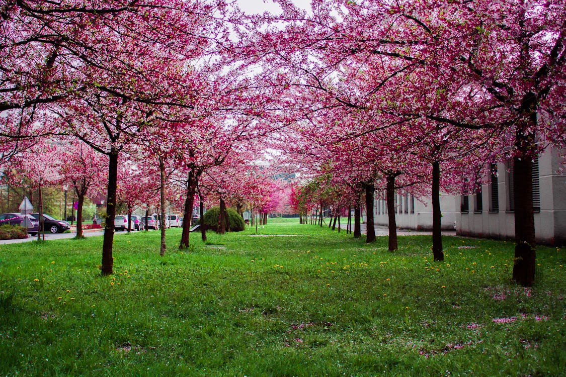 無料 緑の芝生のフィールドにピンクの葉の木 写真素材