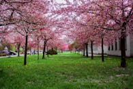 Pink Leafed Trees on Green Grass Field