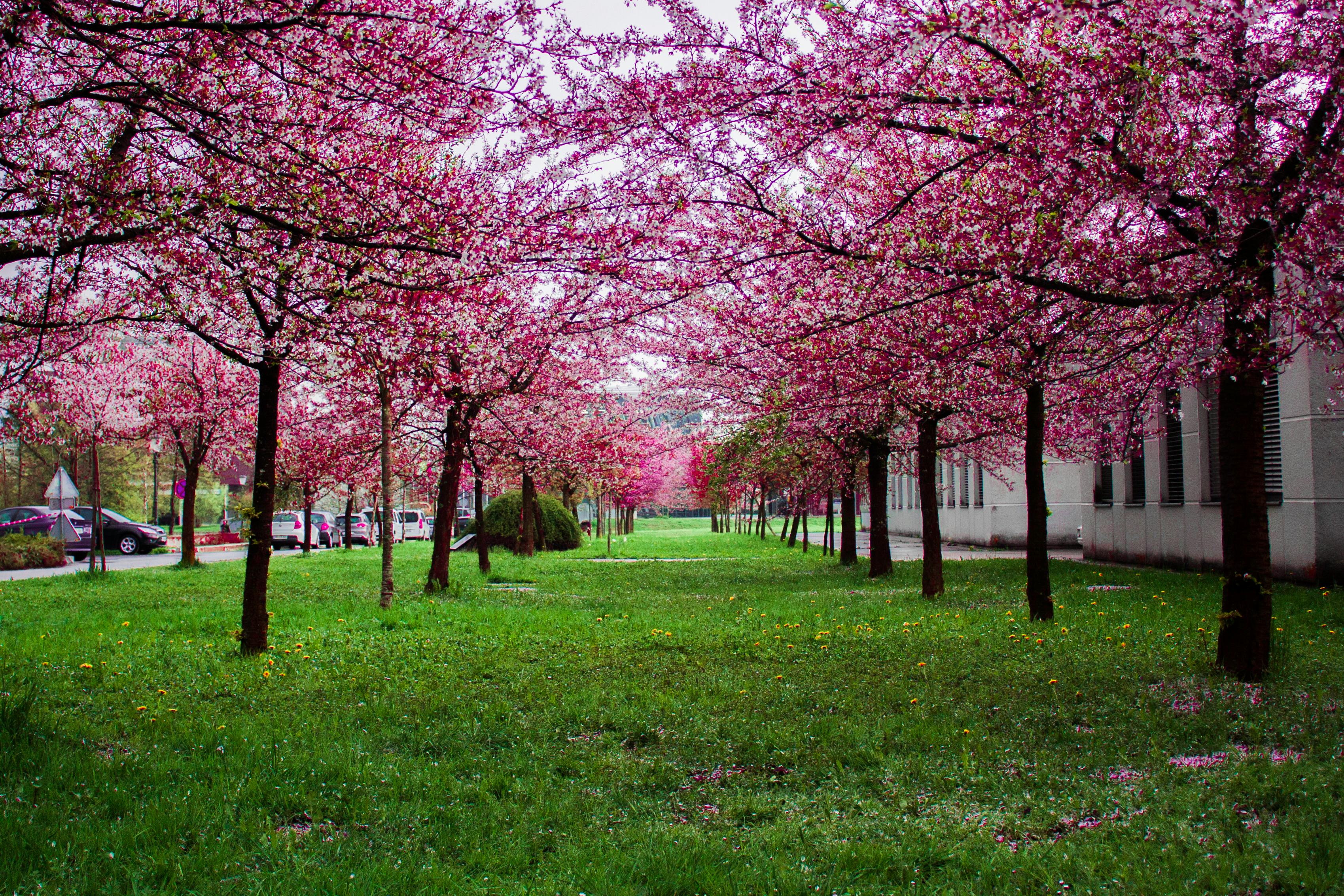 spring landscape wallpaper hd