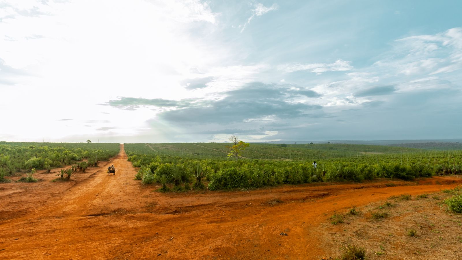Farmland under cloudy sky, Cameroon