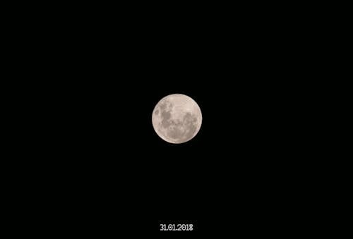 Бесплатное стоковое фото с вечер, волк, голубая луна
