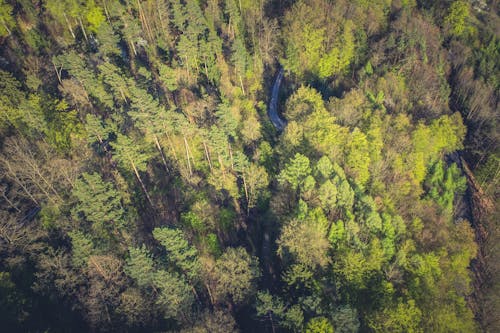 Green and Brown Trees