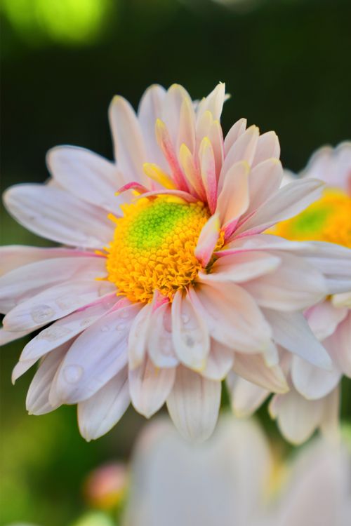 Free Macro shot of a chrysanthemum flower with dew, showcasing delicate petals. Stock Photo