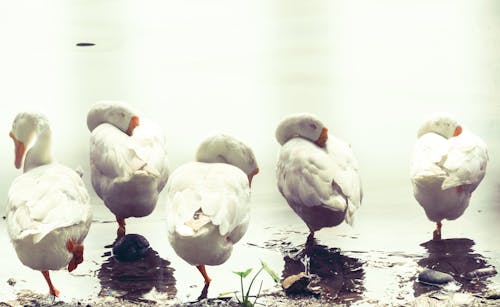 Free stock photo of geese, sleeping birds, swan Stock Photo