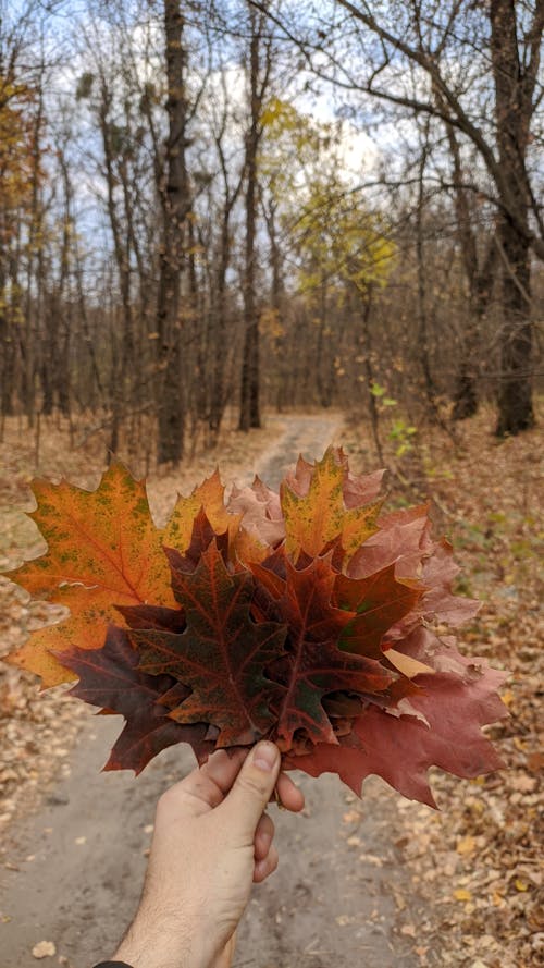 A Person Holding Maple Leaves