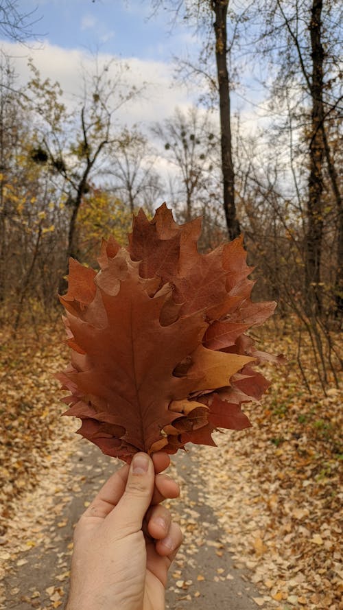 Person Holding Dry Leaves