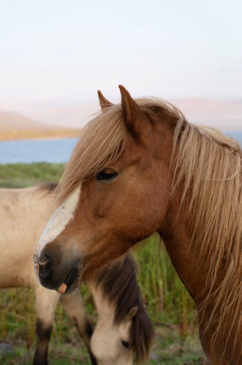 Two Brown Horses