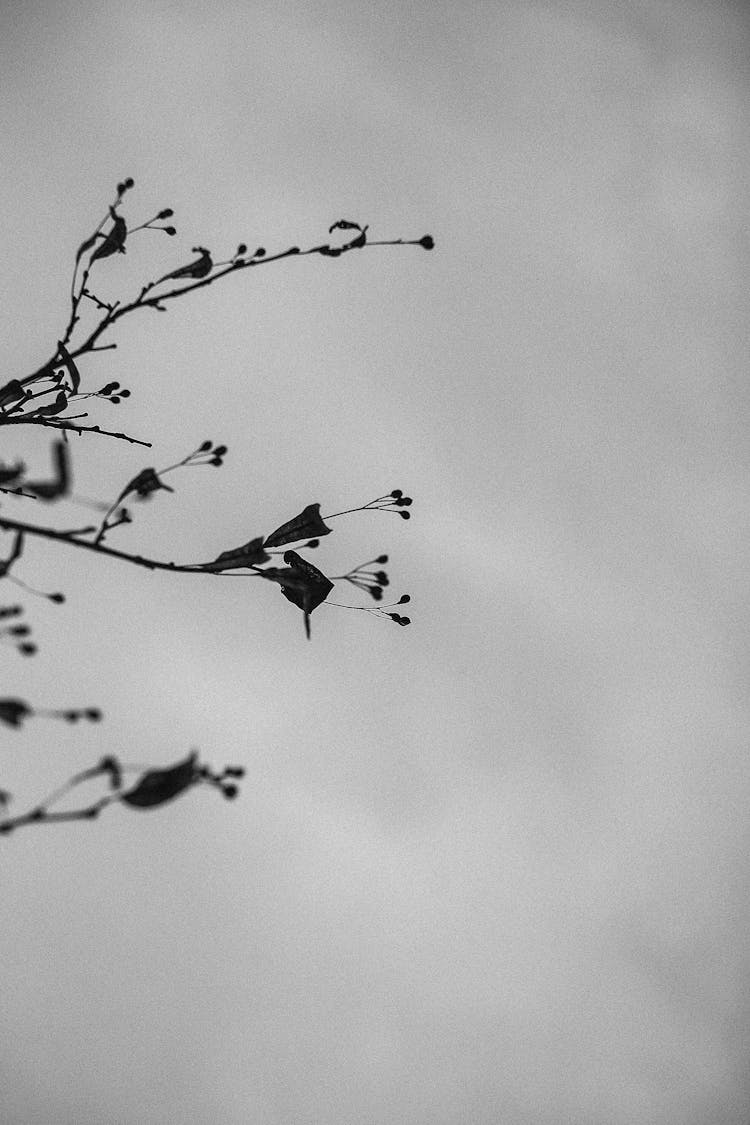 Close Up Of Branches Under Cloud