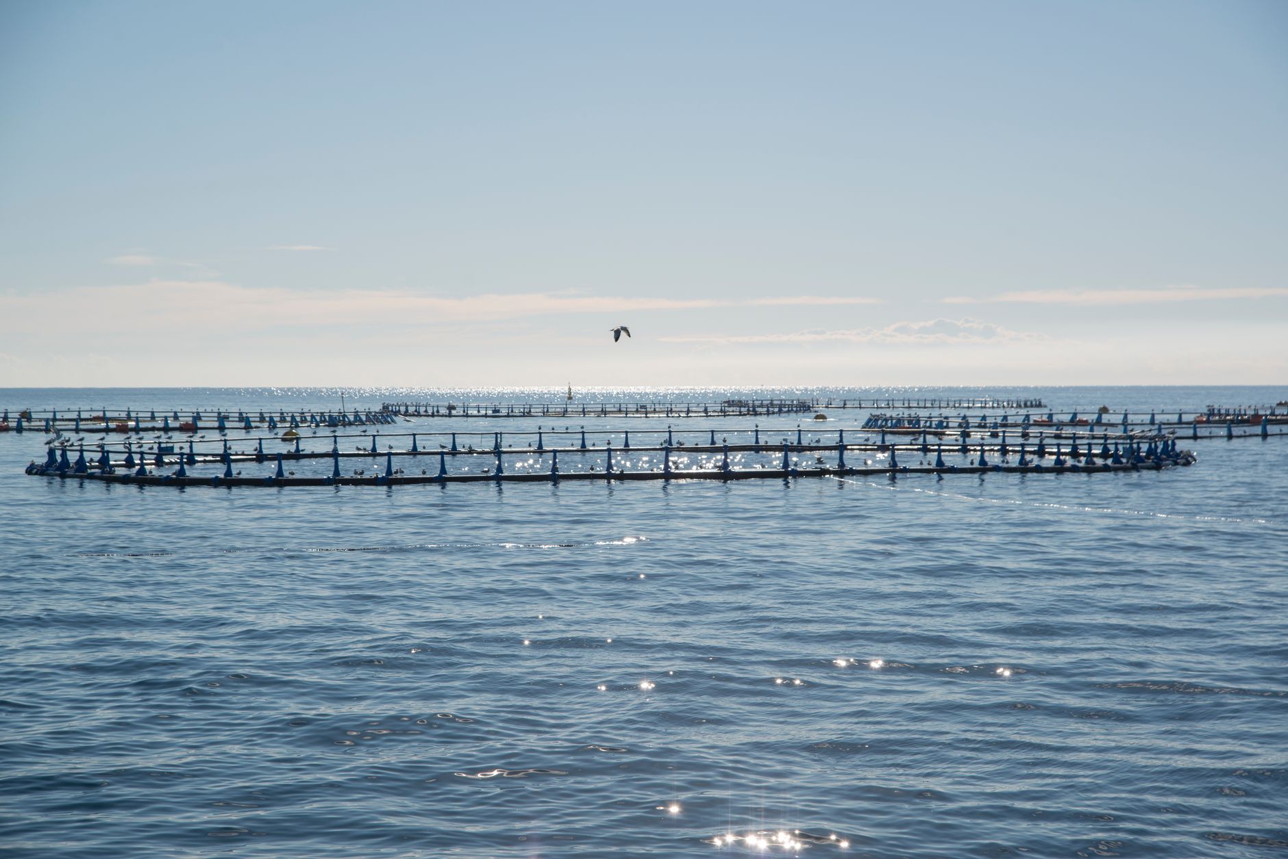 Wide view of aquaculture fish farms in the ocean with a seagull flying above under a clear blue sky.