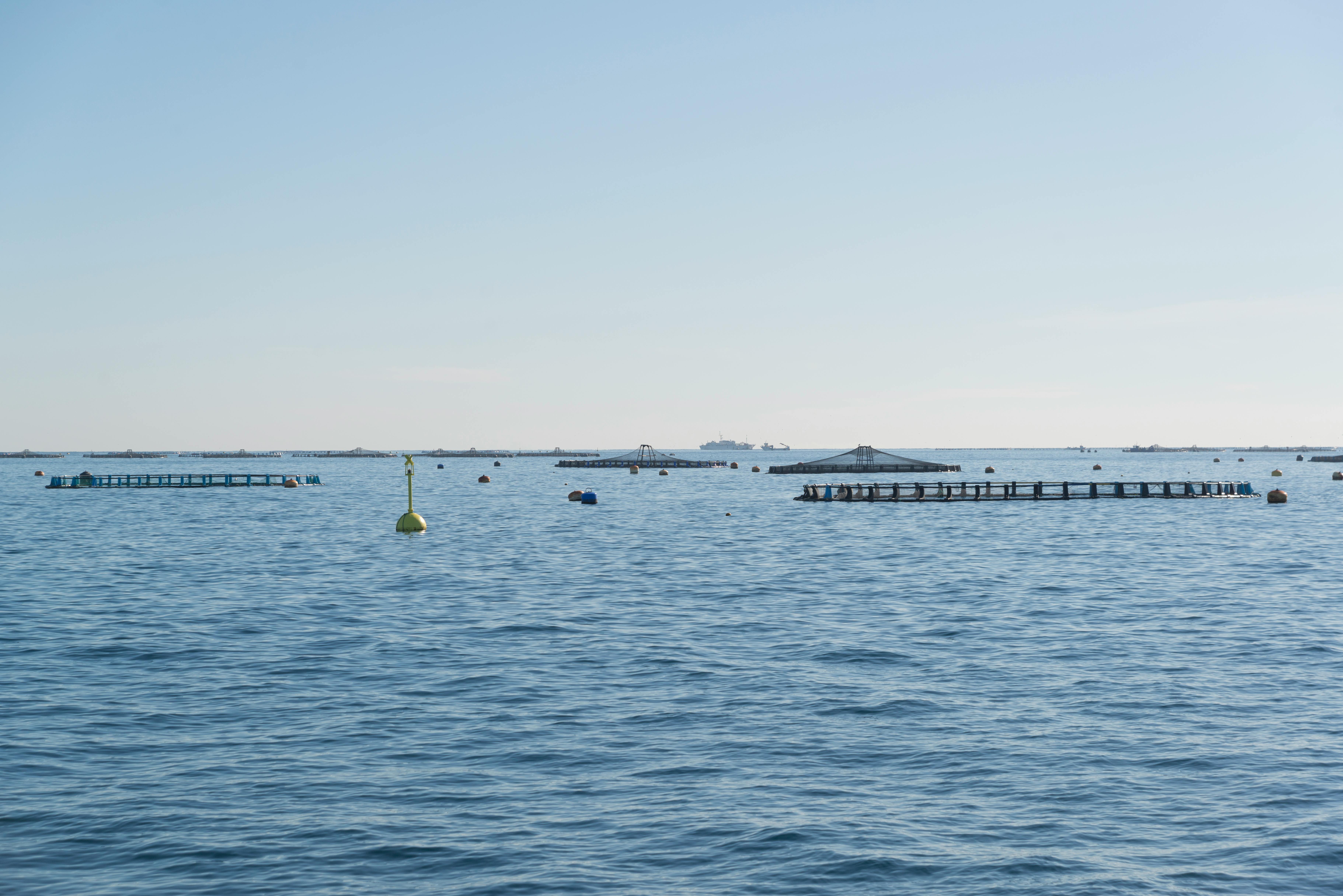 Farming-Up Coastal Fish Assemblages Through a Massive Aquaculture Escape  Event - Faunalytics