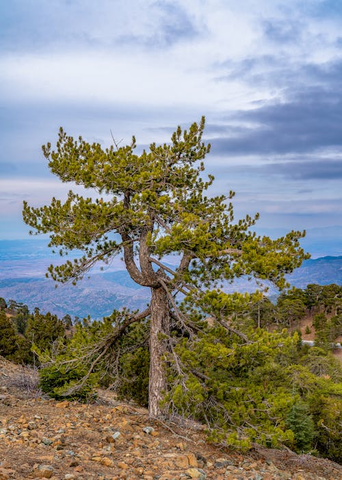 Fotos de stock gratuitas de al aire libre, árbol, área