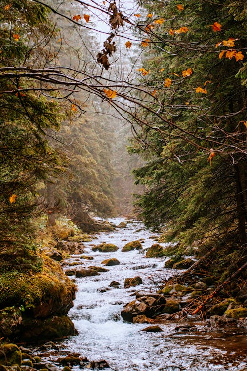 Free A Stream in Autumn Stock Photo