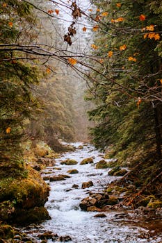 A peaceful autumn scene featuring a stream flowing through a dense forest with fallen leaves.