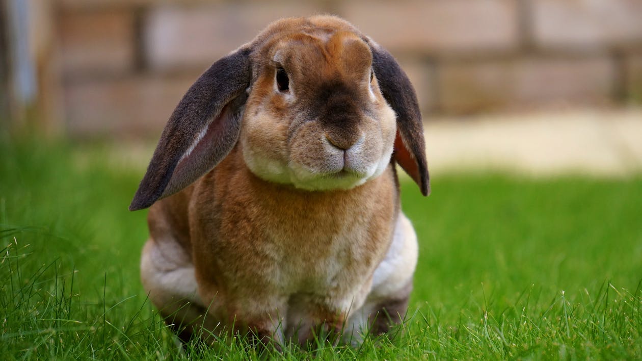 Fotobanka s bezplatnými fotkami na tému králik, makro, tráva