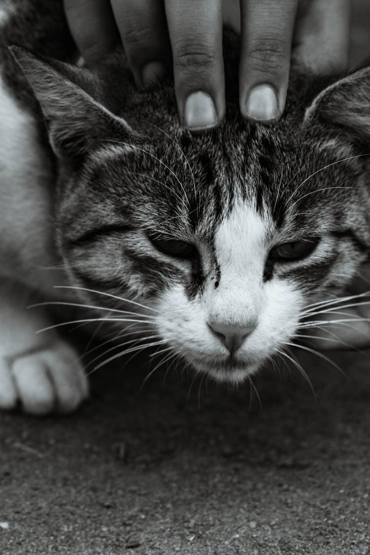 Fingers Patting Cat