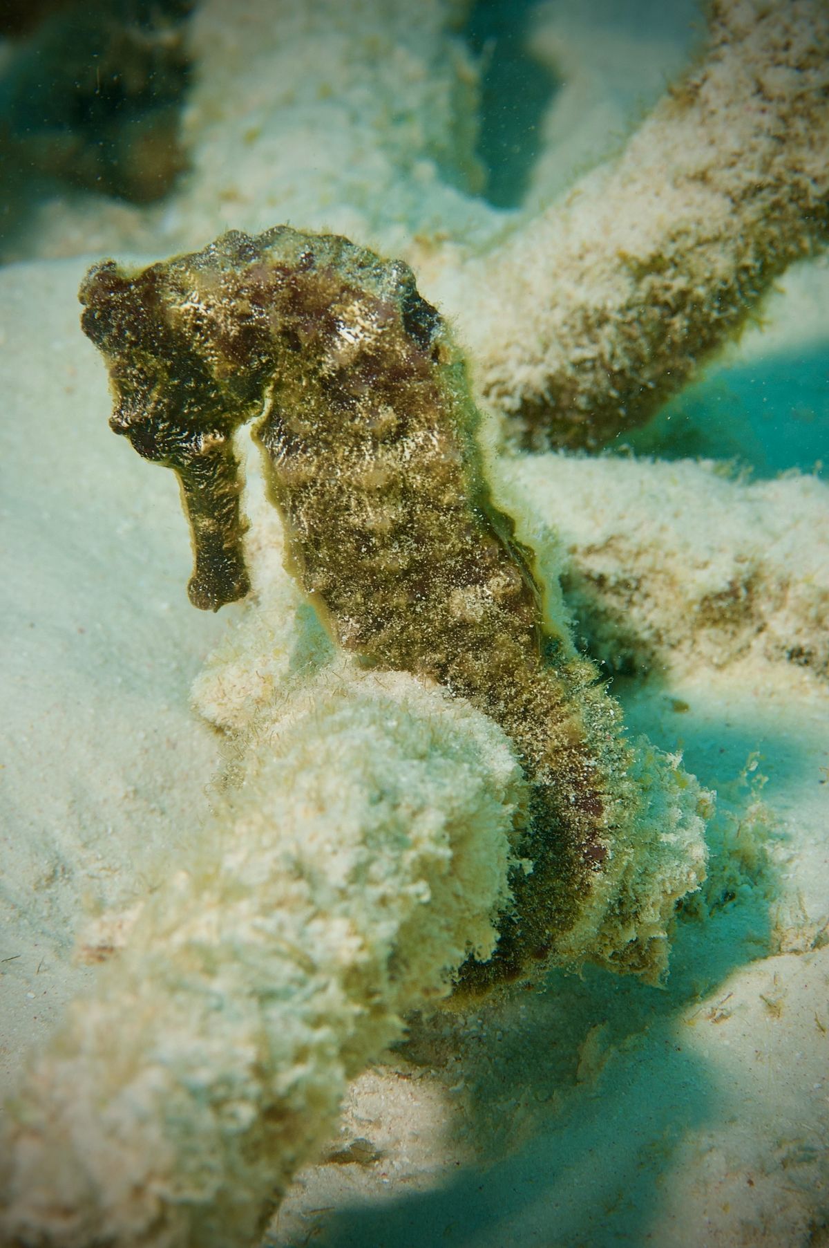 Graceful seahorse swimming underwater with intricate textured body and curled tail