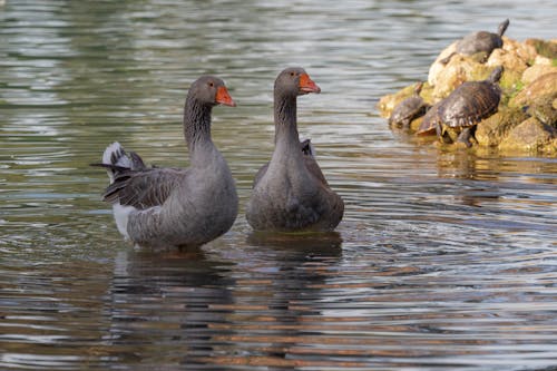 Free Two Geese on Water Stock Photo