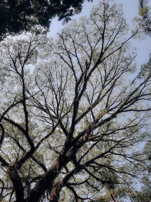 Crown of Tree Growing New Leaves