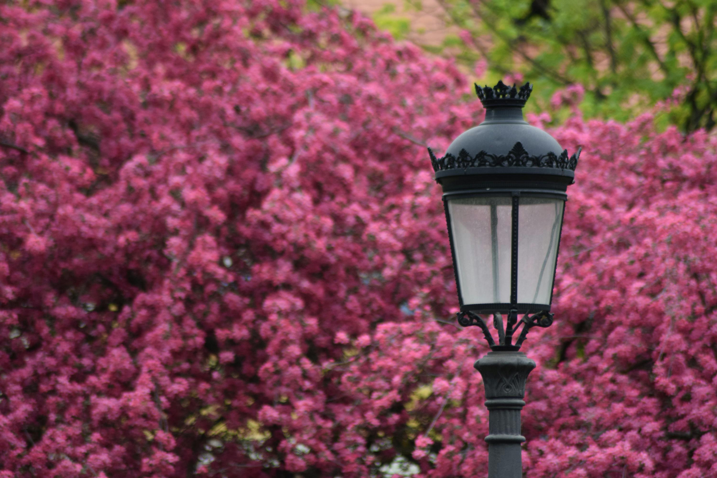 Selective Focus Photography of Black Lamp Post