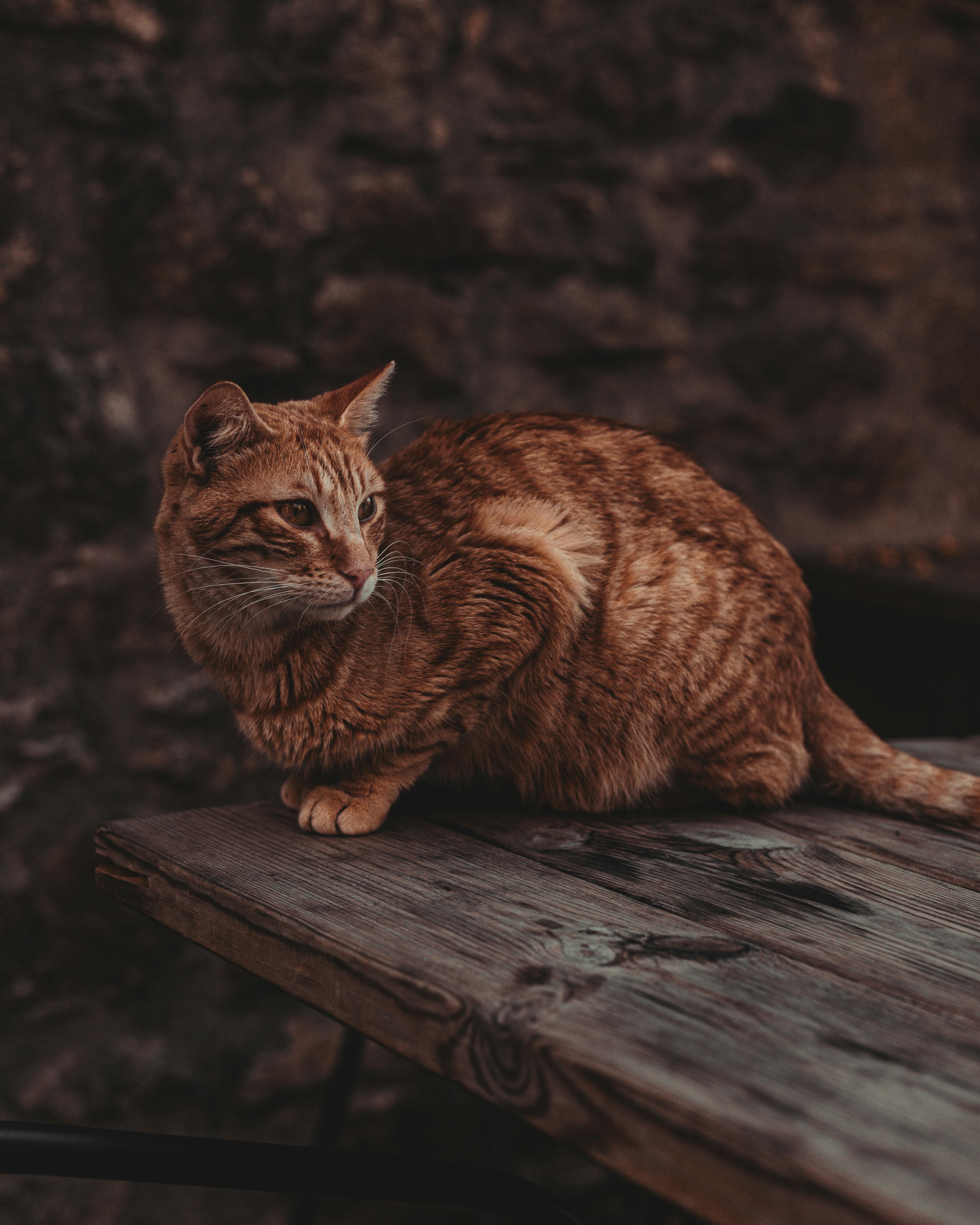Charming orange tabby cat perched on an old wooden table against a rustic stone background.