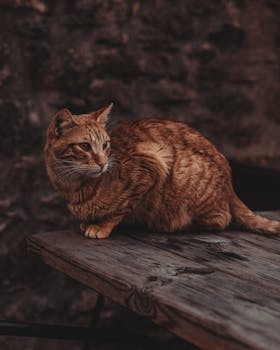 Charming orange tabby cat perched on an old wooden table against a rustic stone background.