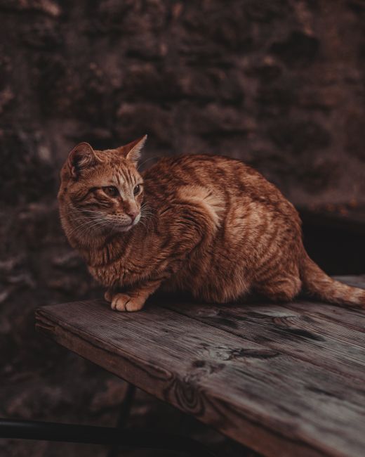 Charming orange tabby cat perched on an old wooden table against a rustic stone background.