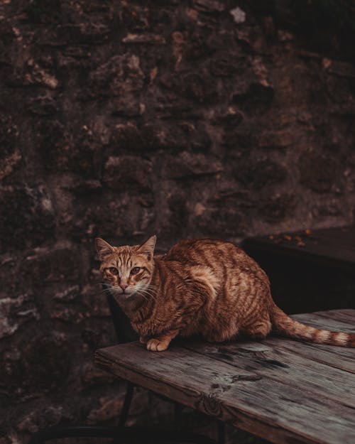 Kostnadsfri bild av djur, husdjur, katt