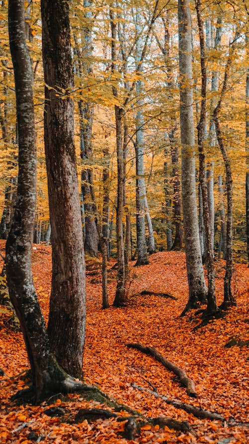  Dried Leaves Under Tall Trees