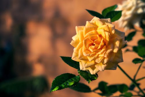 Close-up Shot of a Yellow Rose in Bloom