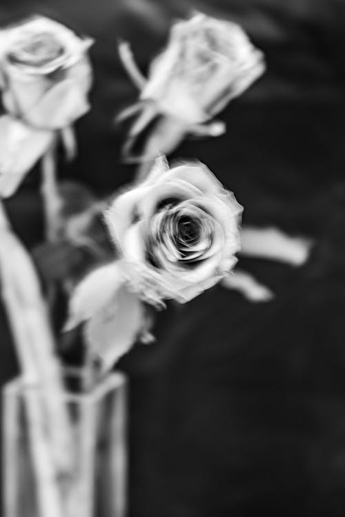 Free A Grayscale Photo of Roses Stock Photo