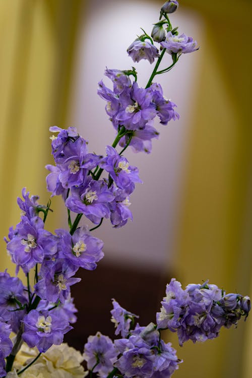 Close-up of Delphinium Flowers