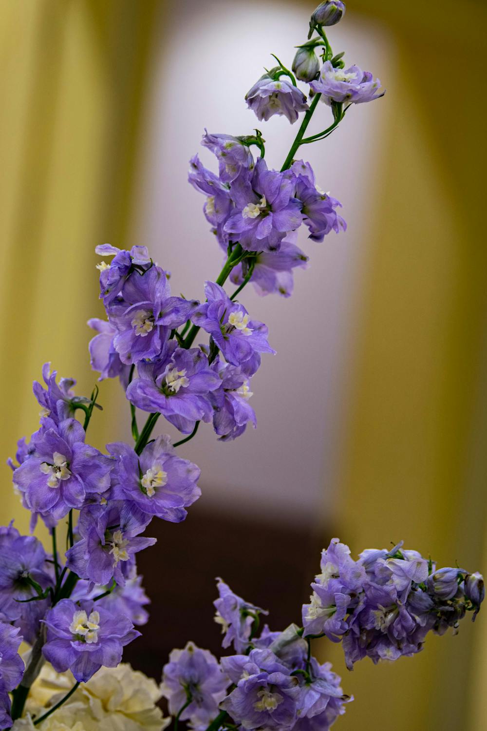 purple delphinium