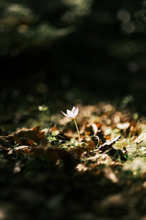 A Close-Up Shot of a Seedling