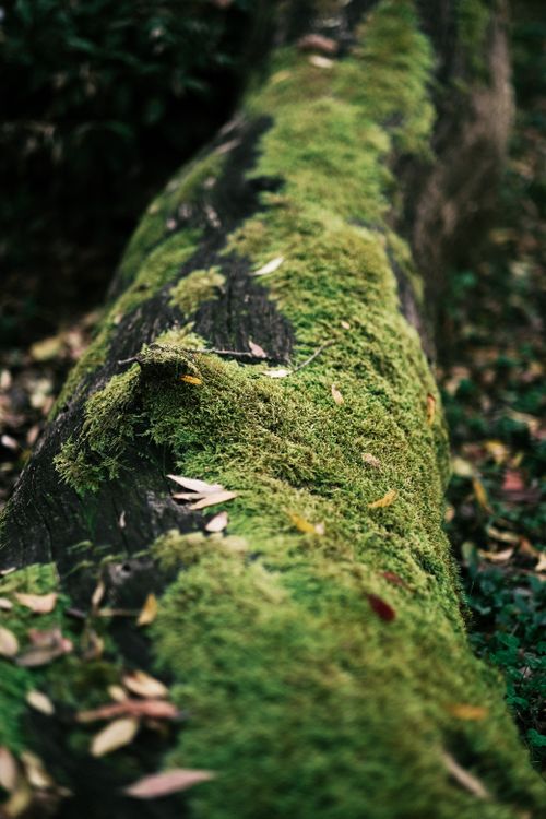 Free Close-up view of moss on a fallen tree trunk in a serene forest. Stock Photo