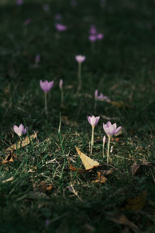 꽃이 피는, 꽃잎, 보라색 꽃의 무료 스톡 사진