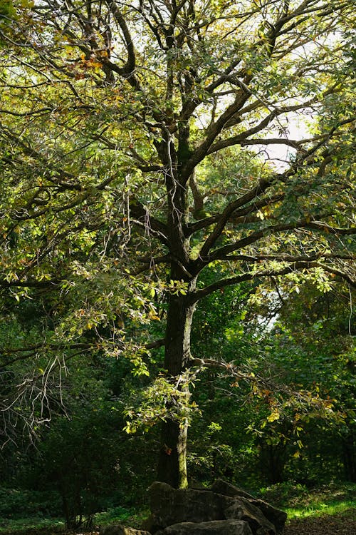 Immagine gratuita di albero, alto, fotografia della natura