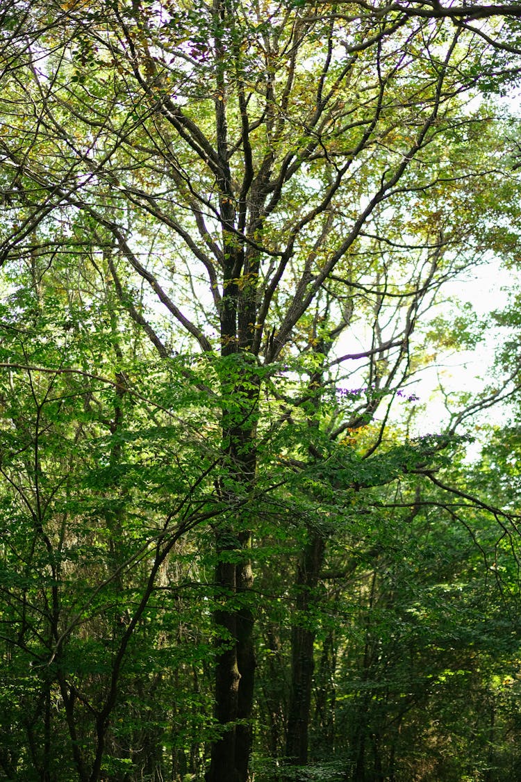 Green Trees In Dense Forest